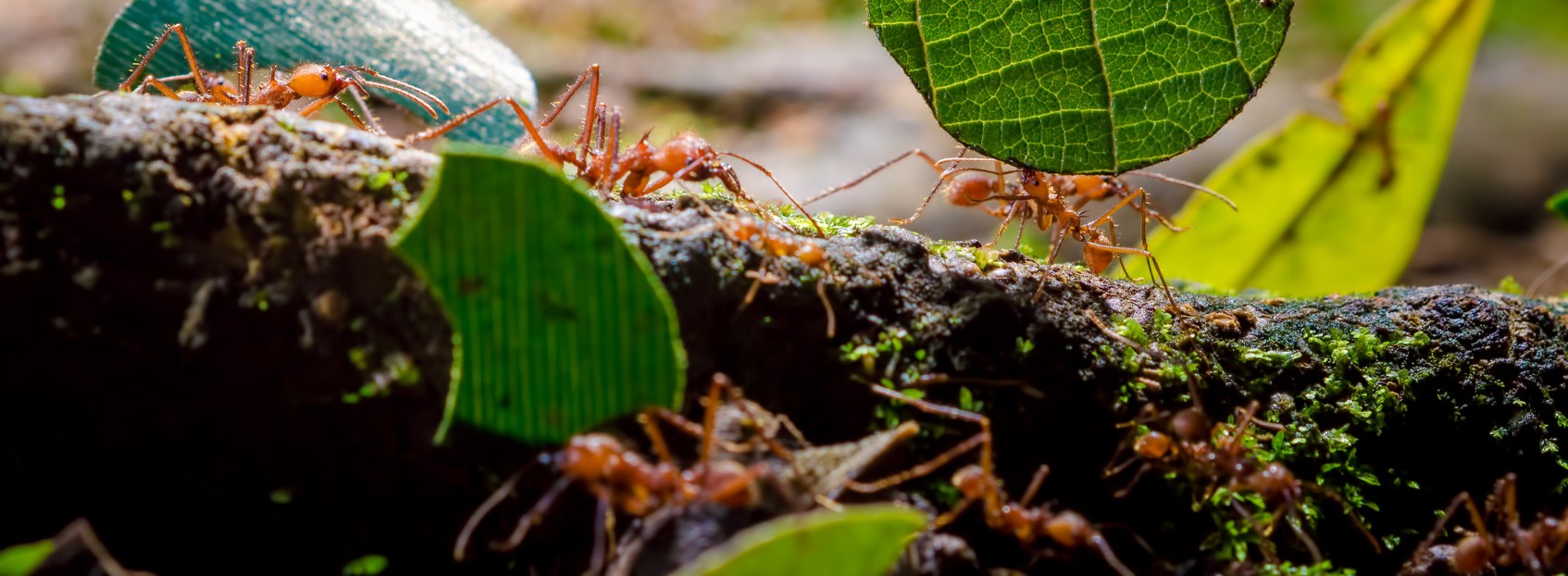 La biodiversité, pilier invisible mais vital de l’économie
