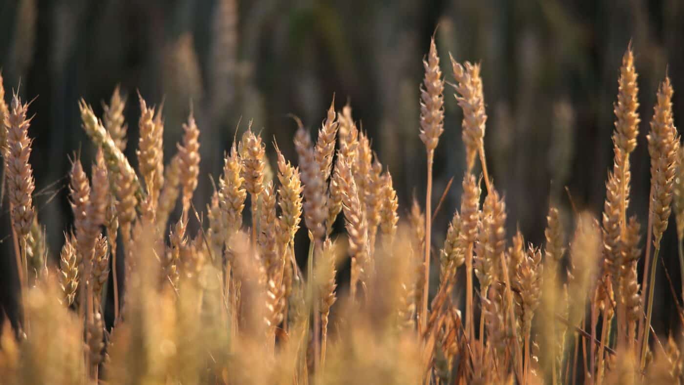 image article moins pesticides plus rendement agricole