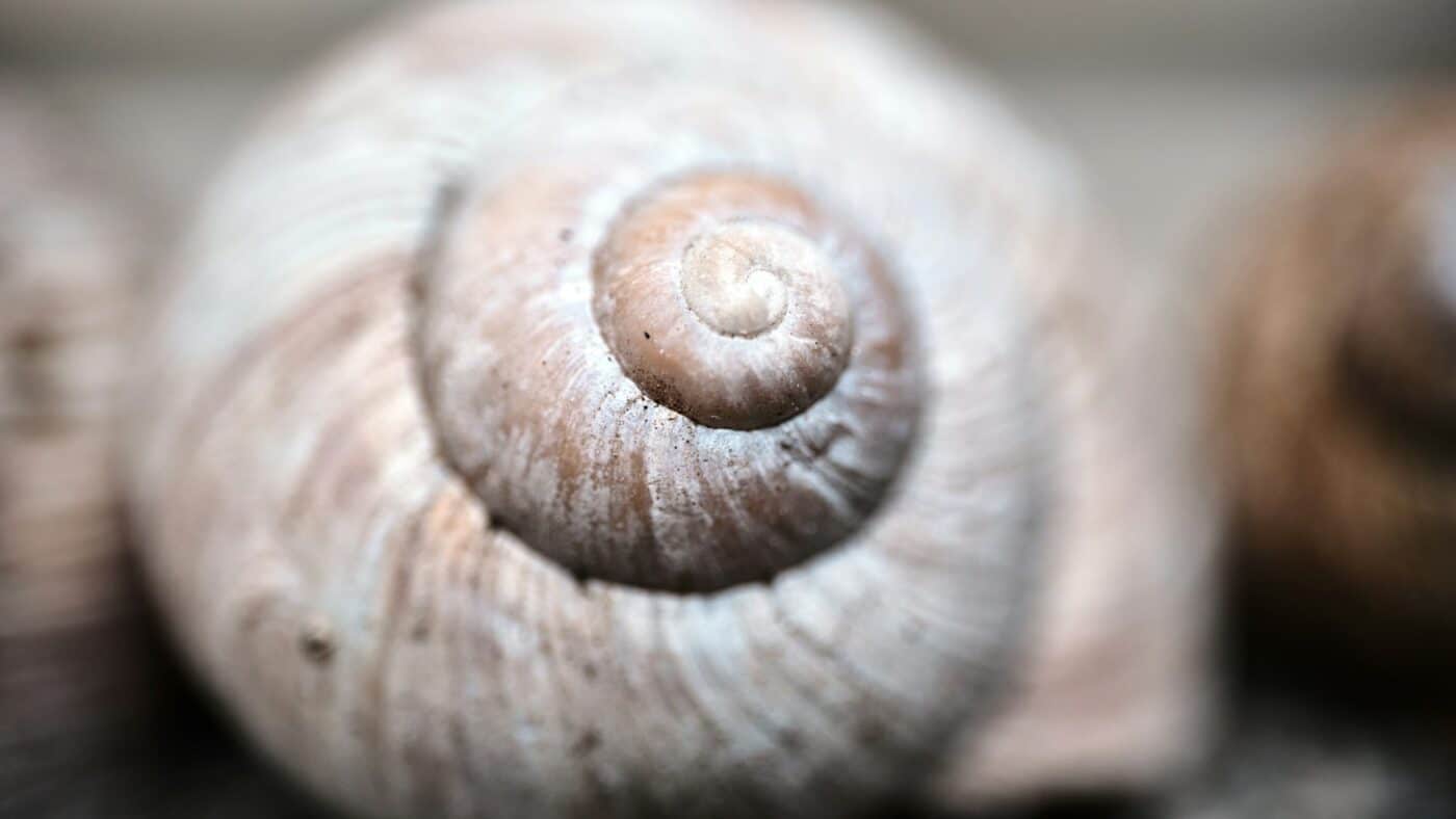 image article biomimetism regional economy