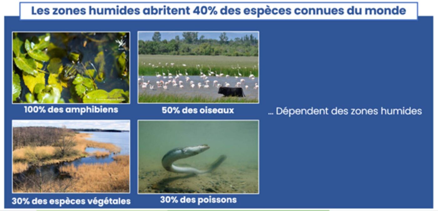 image article zones humides definition avantages societe image1