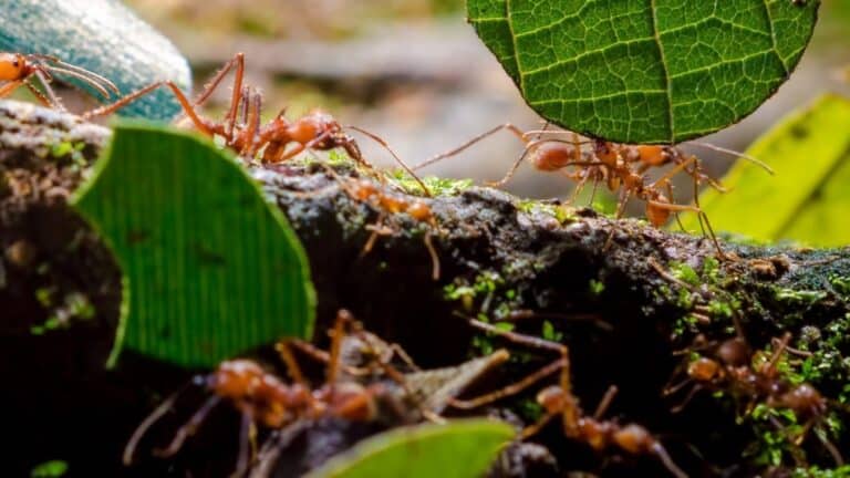 image article biodiversite economie entreprises risques