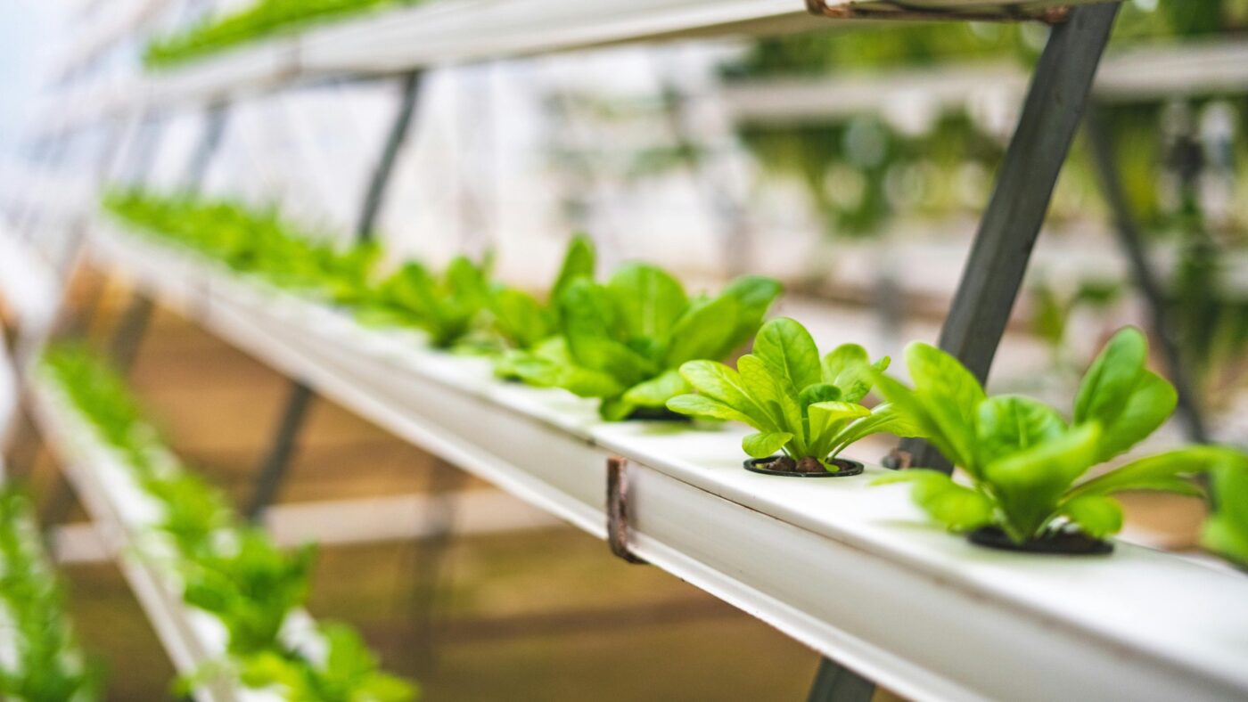 image article bioponie agriculture hors sol durable