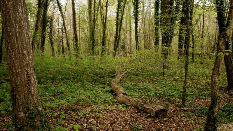 project image study prefiguration fund agricultural land carrying agroecology agroforestry
