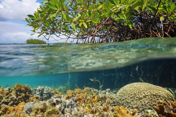 Over and under sea surface near an islet of mangrove with foliage above waterline and corals underwater, Caribbean, Panama
