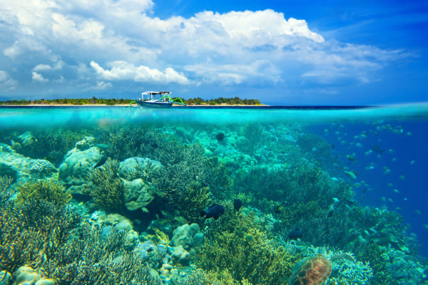 Coral reef on background Gili Meno Island. Indonesia